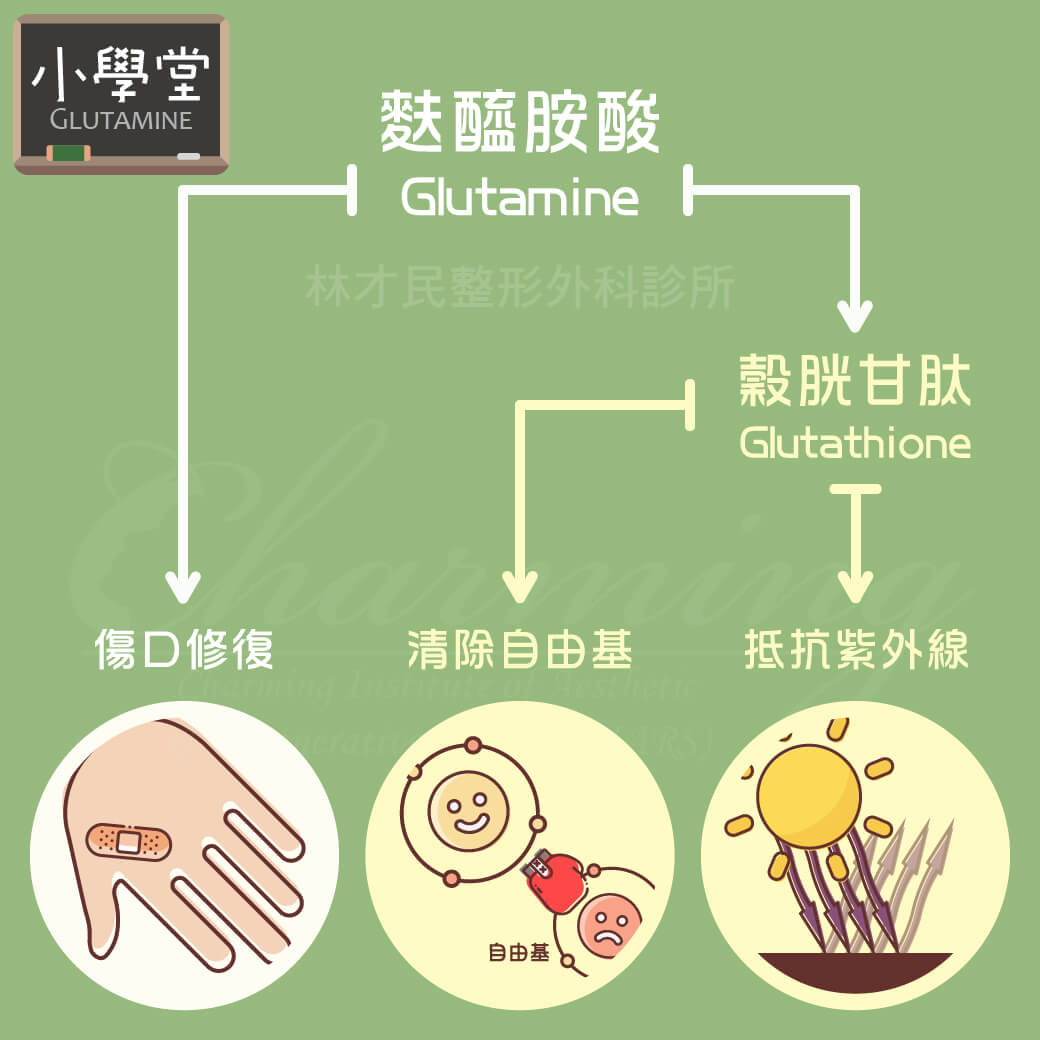 小學堂 醫學知識 麩醯胺酸glutamine 林才民整形外科診所ciars