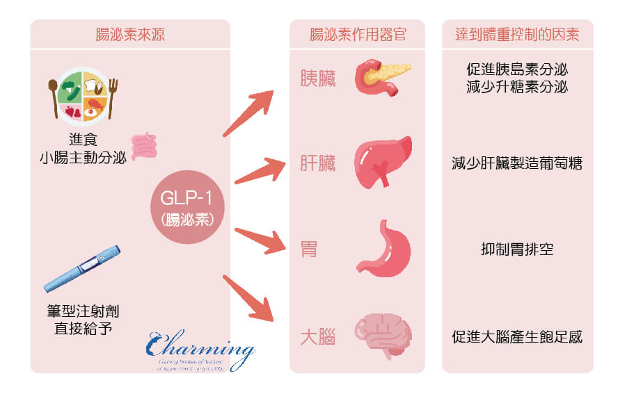 腸泌素(GLP-1)的作用
